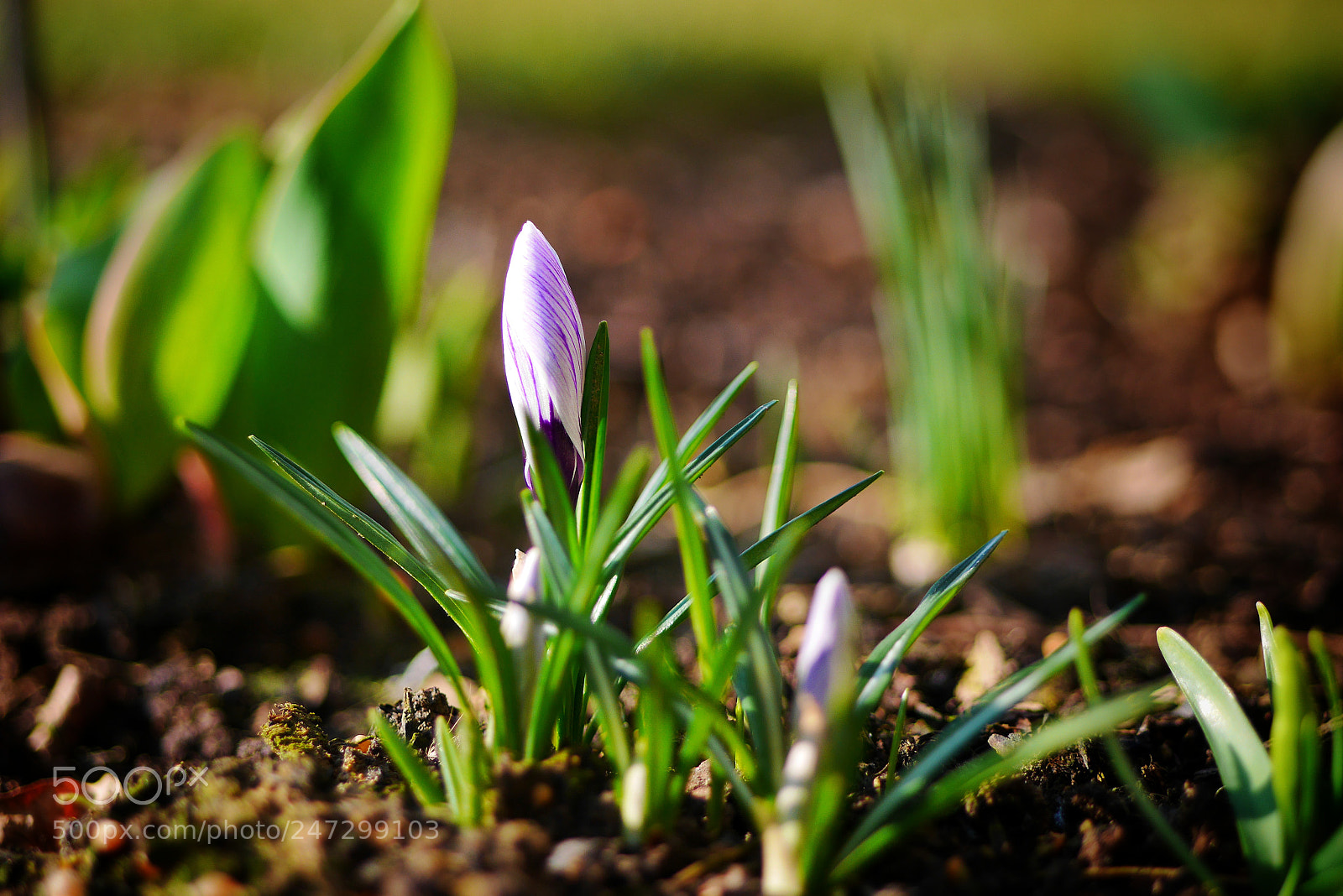 Panasonic Lumix DMC-GM1 sample photo. Spring arrives photography