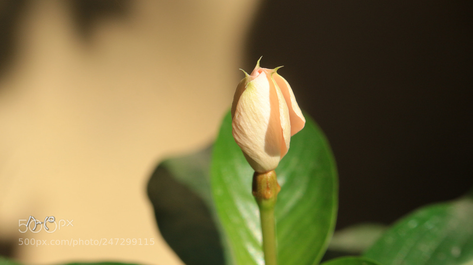 Canon EOS M10 sample photo. Periwinkle bud photography