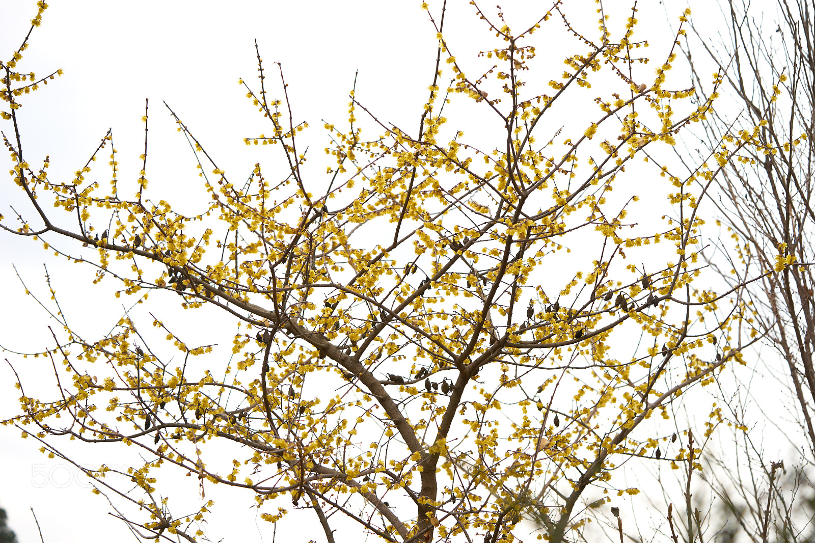 Sony a7 sample photo. Flowers 6164 photography