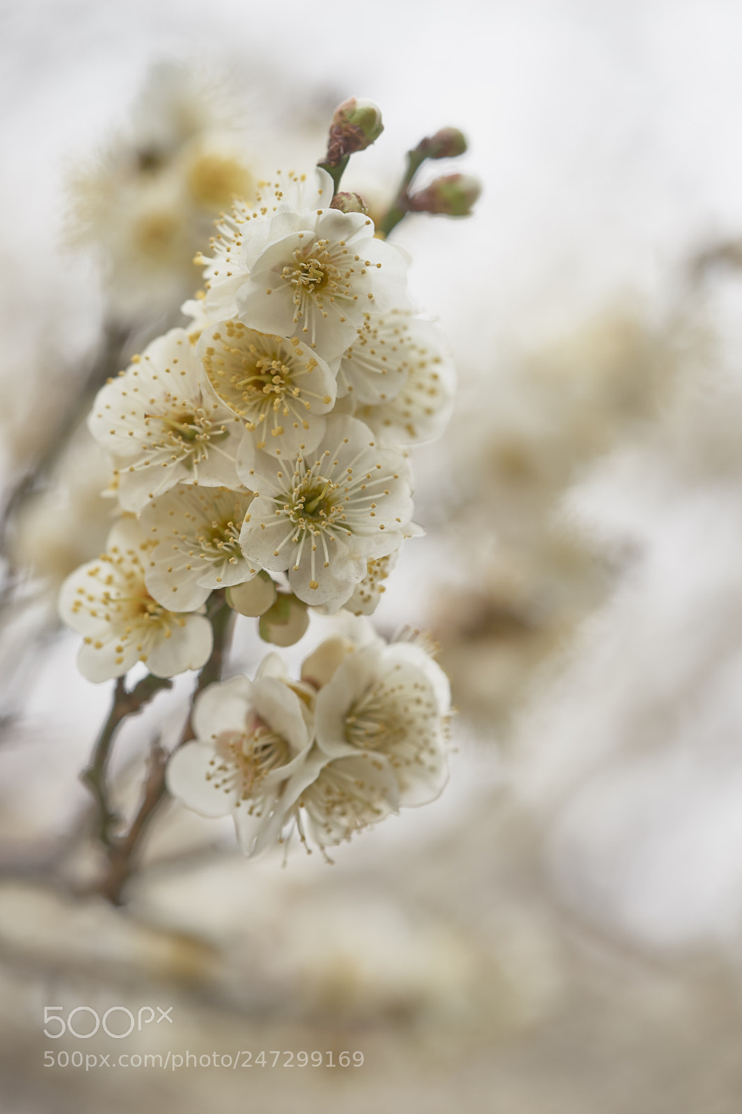 Sony a7 sample photo. Flowers 6165 photography