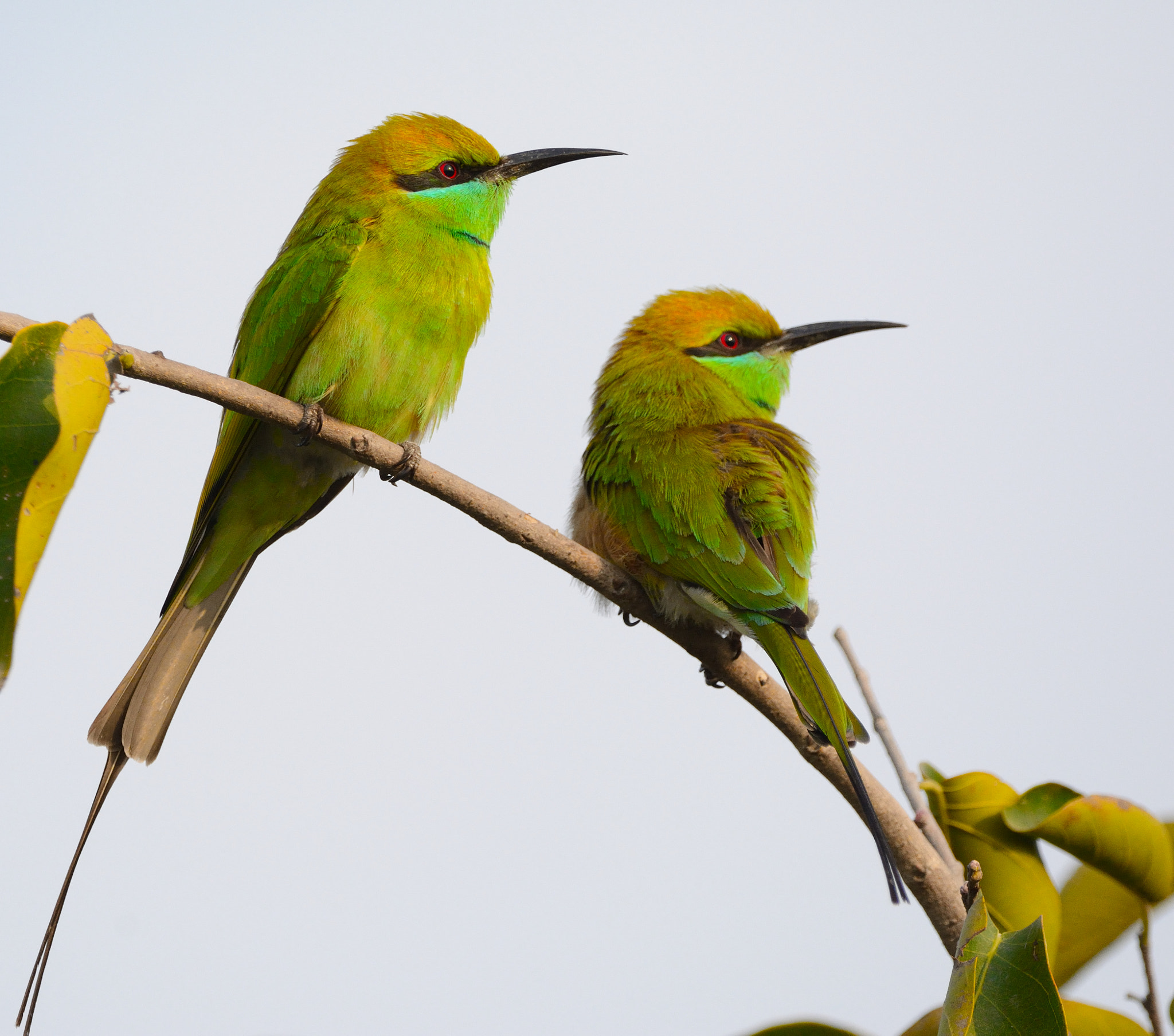 Nikon D7100 + Sigma 150-600mm F5-6.3 DG OS HSM | C sample photo. Green bee-eaters photography