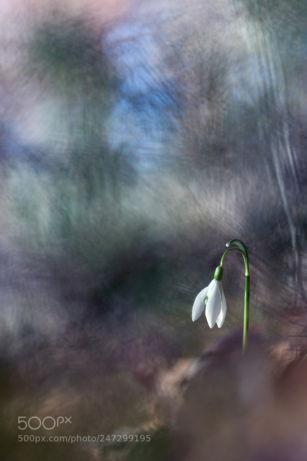 Canon EOS 600D (Rebel EOS T3i / EOS Kiss X5) sample photo. Perce-neige photography