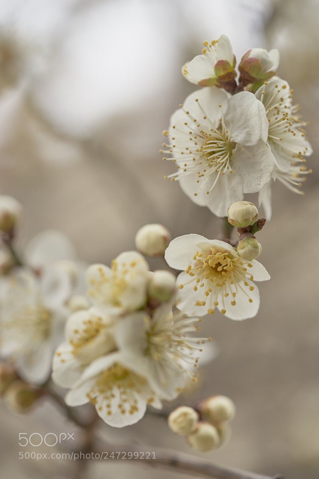 Sony a7 sample photo. Flowers 6166 photography