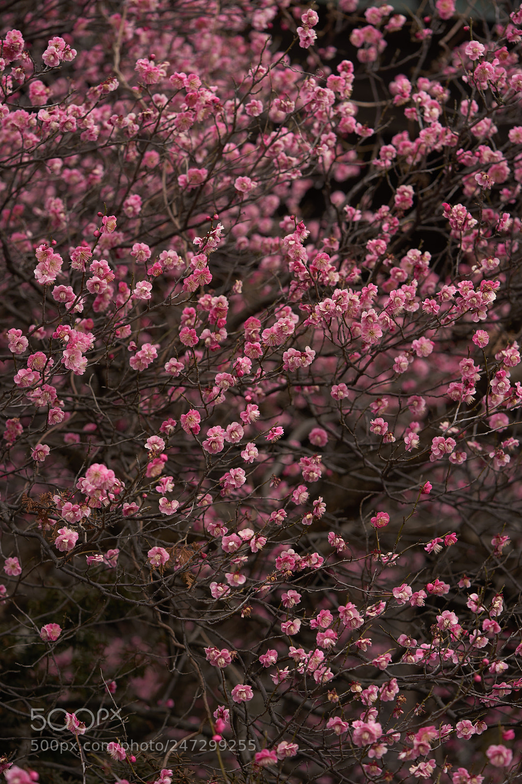 Sony a7 sample photo. Flowers 6167 photography