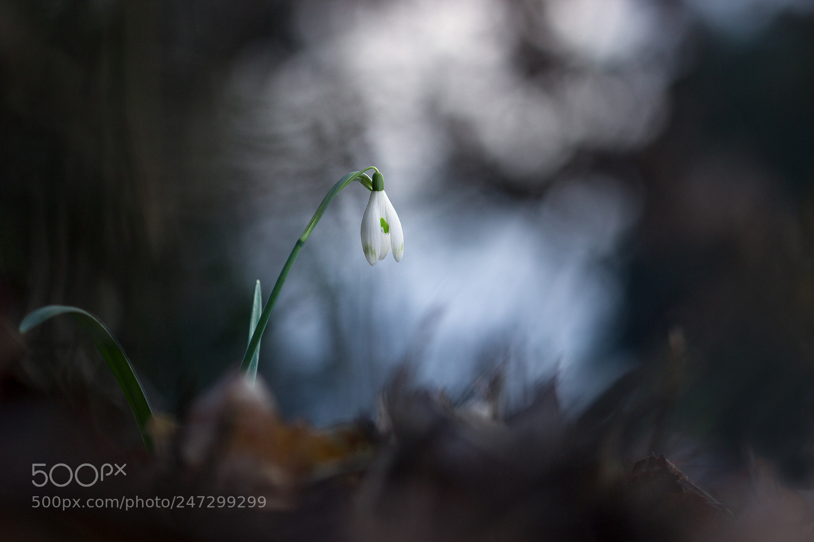 Canon EOS 600D (Rebel EOS T3i / EOS Kiss X5) sample photo. Perce-neige photography