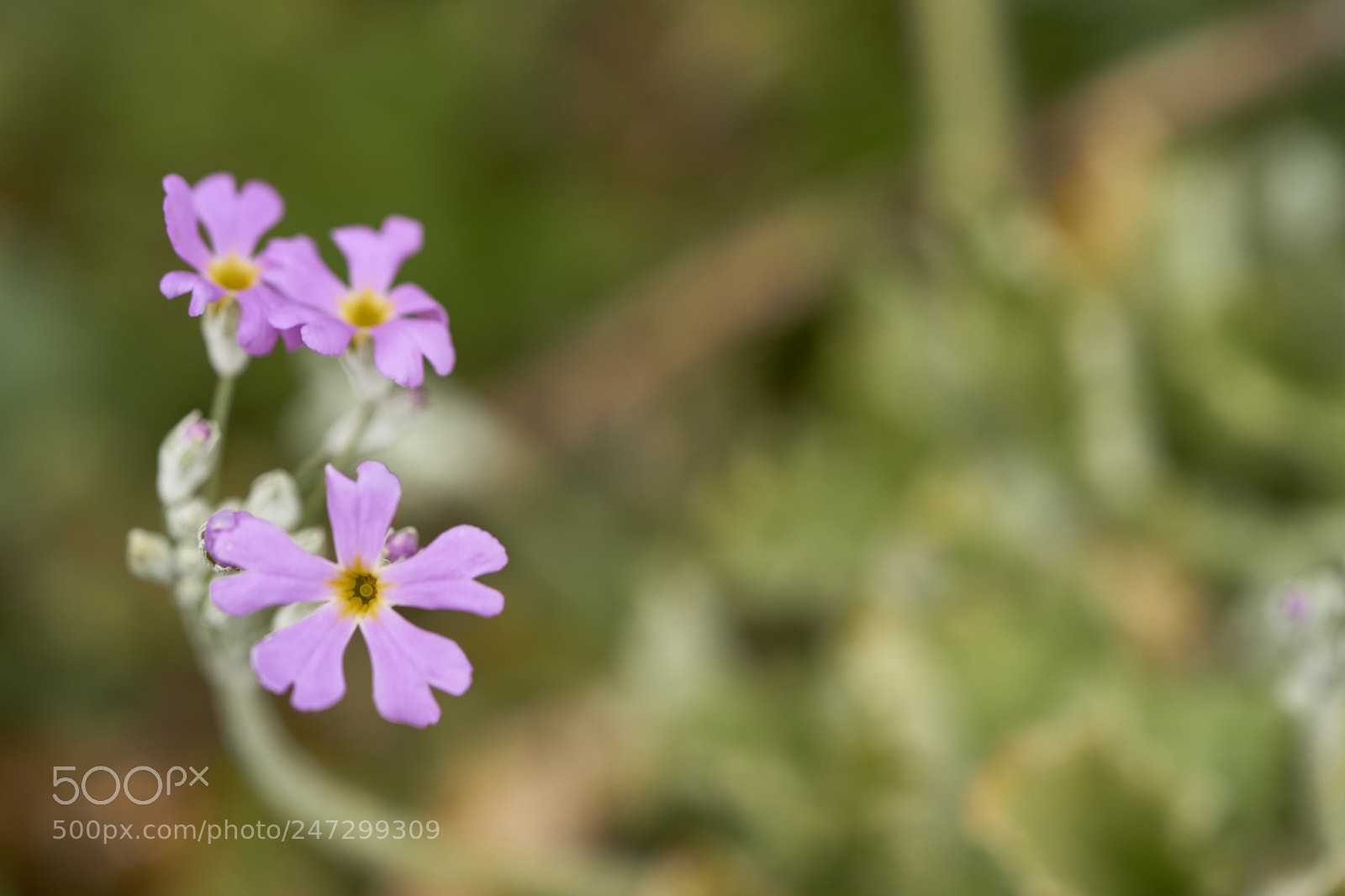 Sony a7 sample photo. Flowers 6168 photography