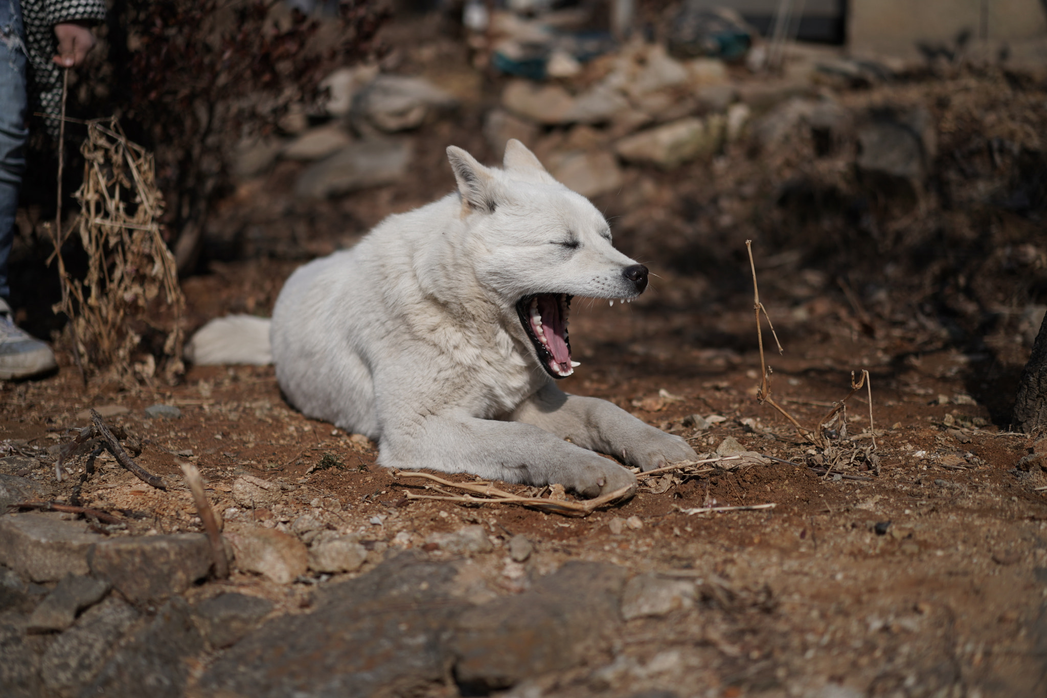 Sony a9 + Sony Sonnar T* FE 55mm F1.8 ZA sample photo