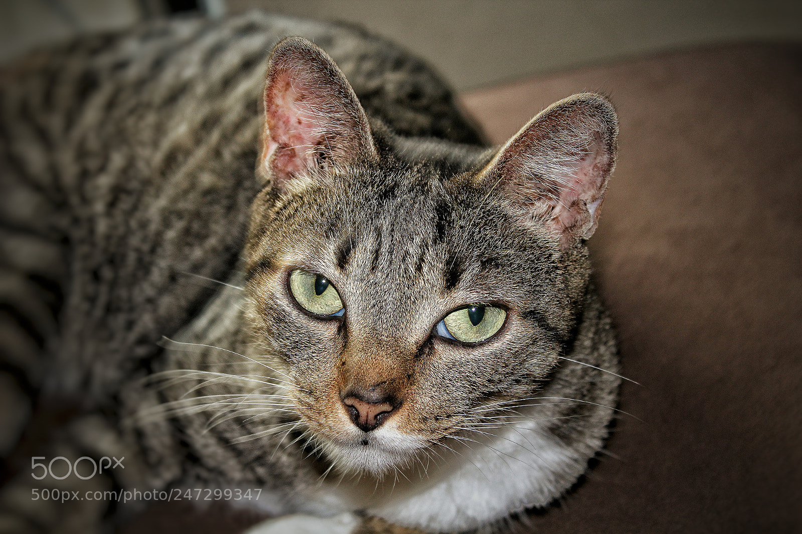 Canon EOS 1200D (EOS Rebel T5 / EOS Kiss X70 / EOS Hi) sample photo. Maria lua photography
