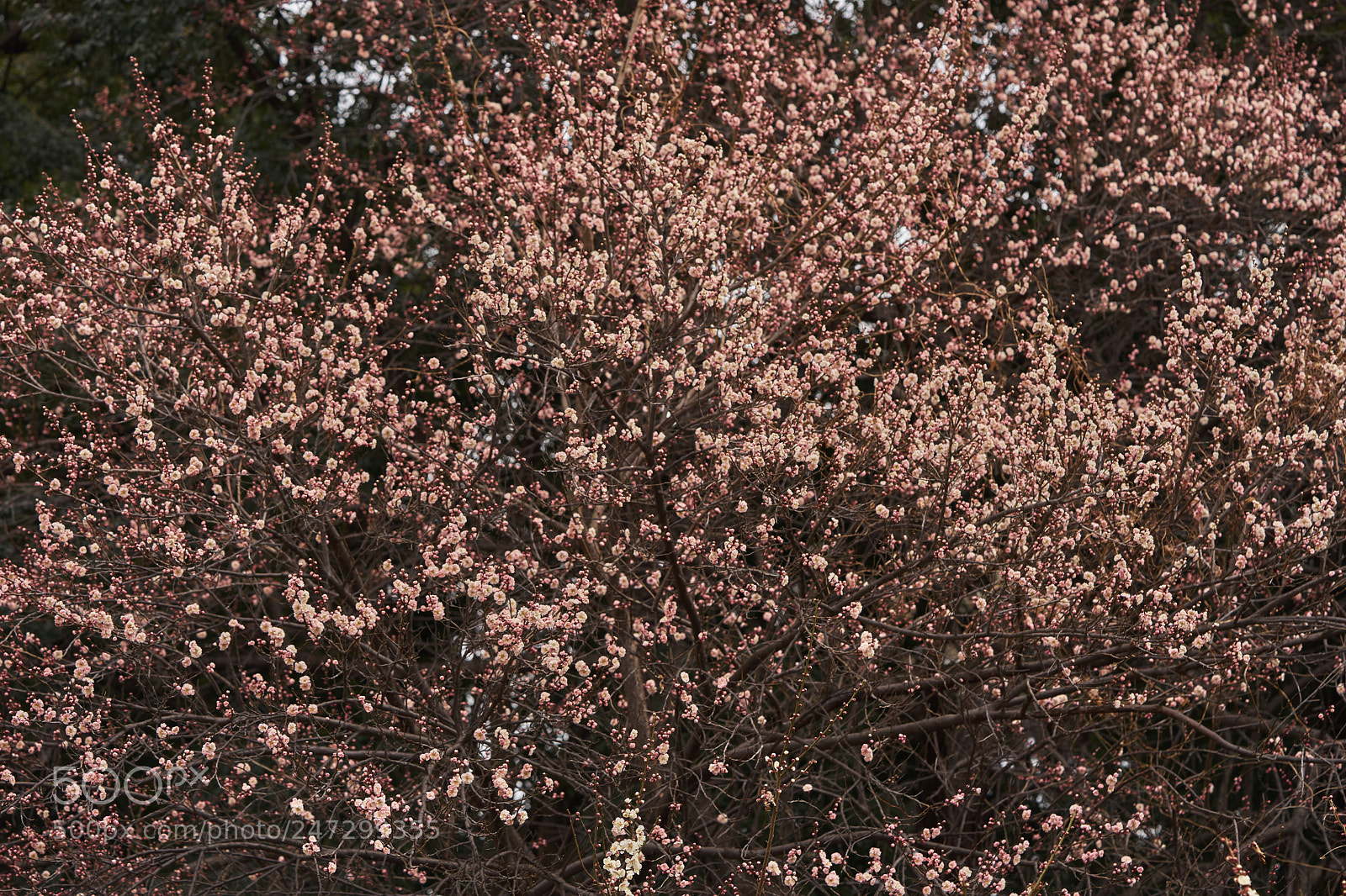 Sony a7 sample photo. Flowers 6169 photography