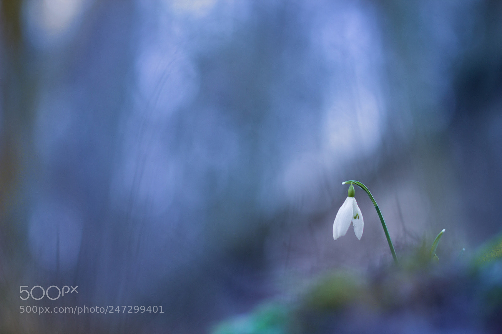 Canon EOS 600D (Rebel EOS T3i / EOS Kiss X5) sample photo. Perce-neige photography