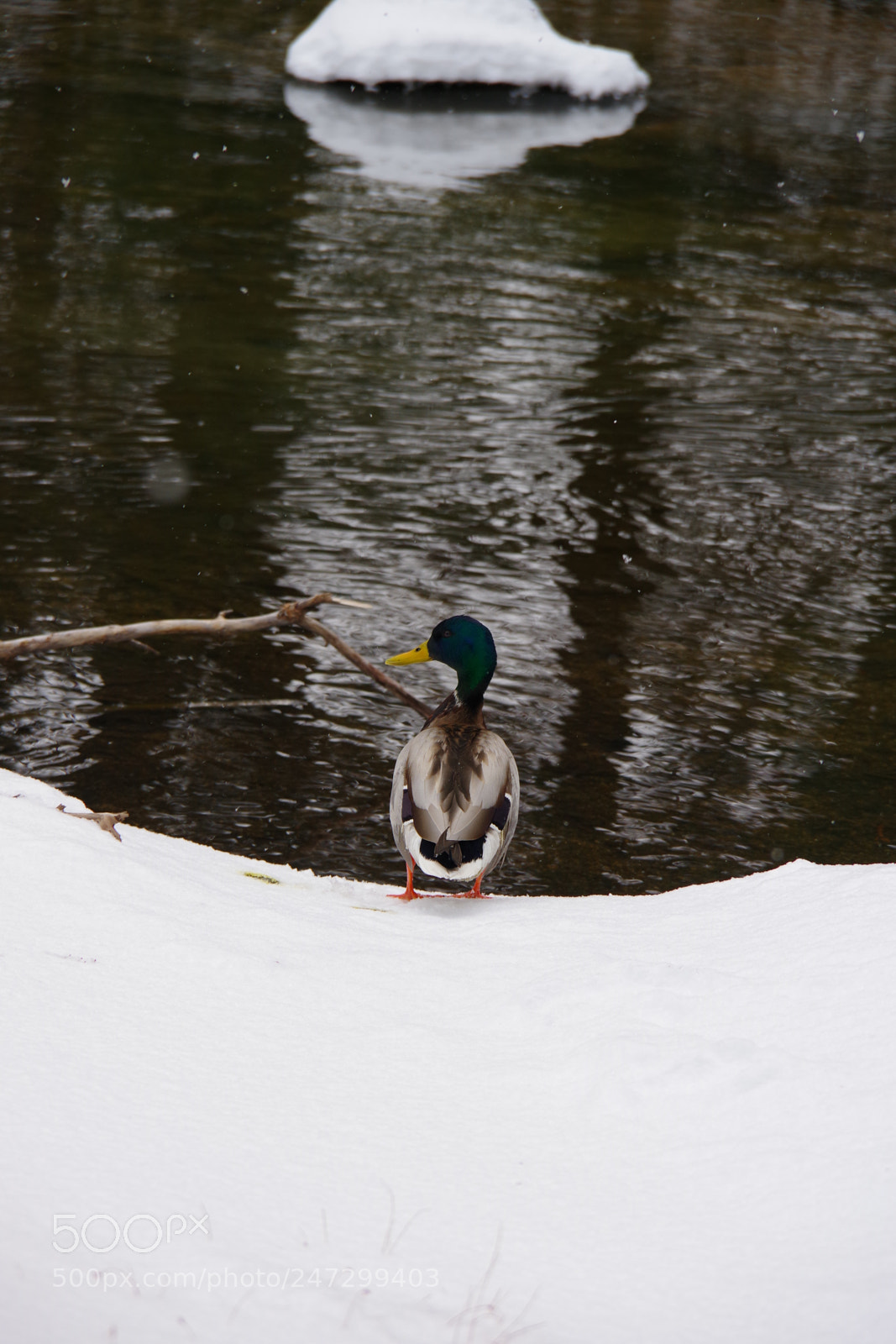 Pentax K-70 sample photo. Untitled photography