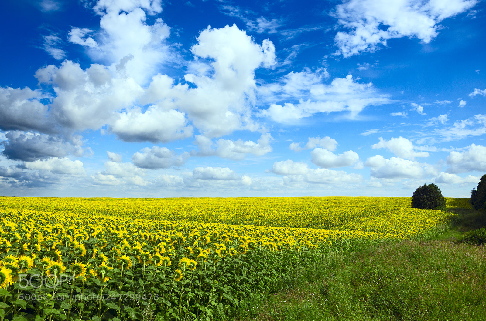 Nikon D5100 sample photo. Sunflowers photography