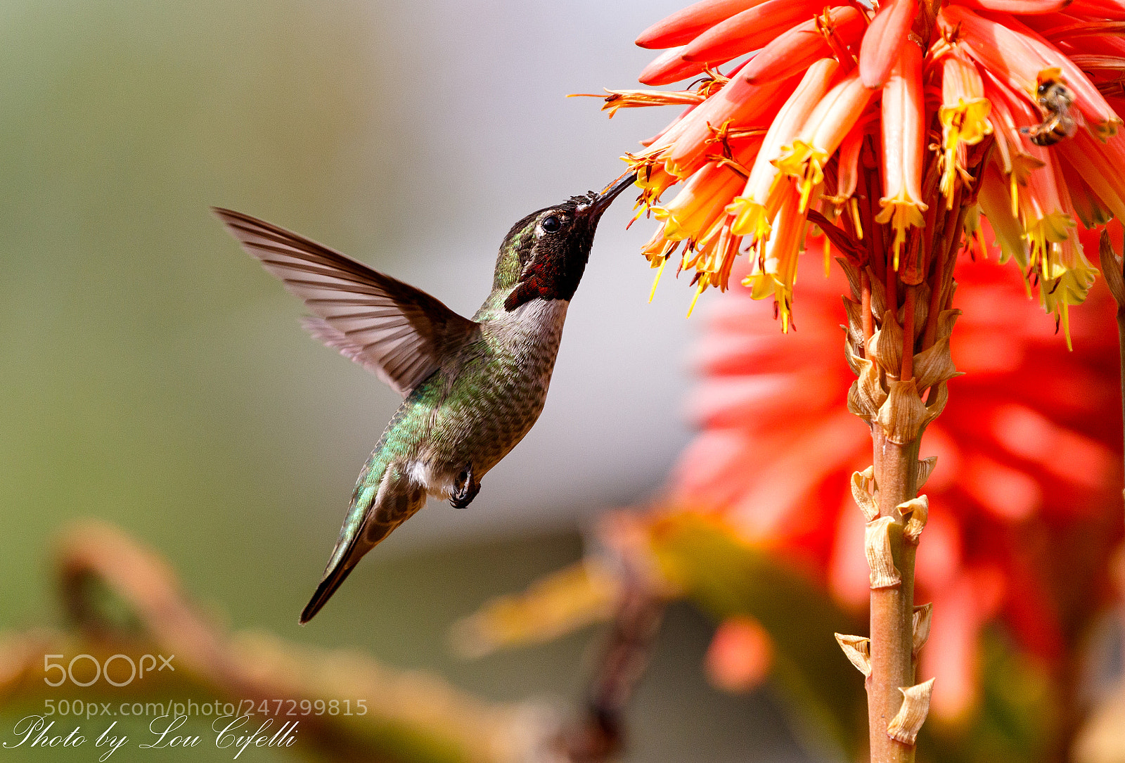 Canon EOS 7D Mark II sample photo. Hummingbird7204.jpg photography