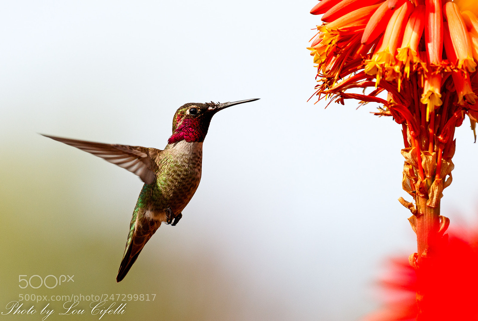 Canon EOS 7D Mark II sample photo. Hummingbird7188.jpg photography
