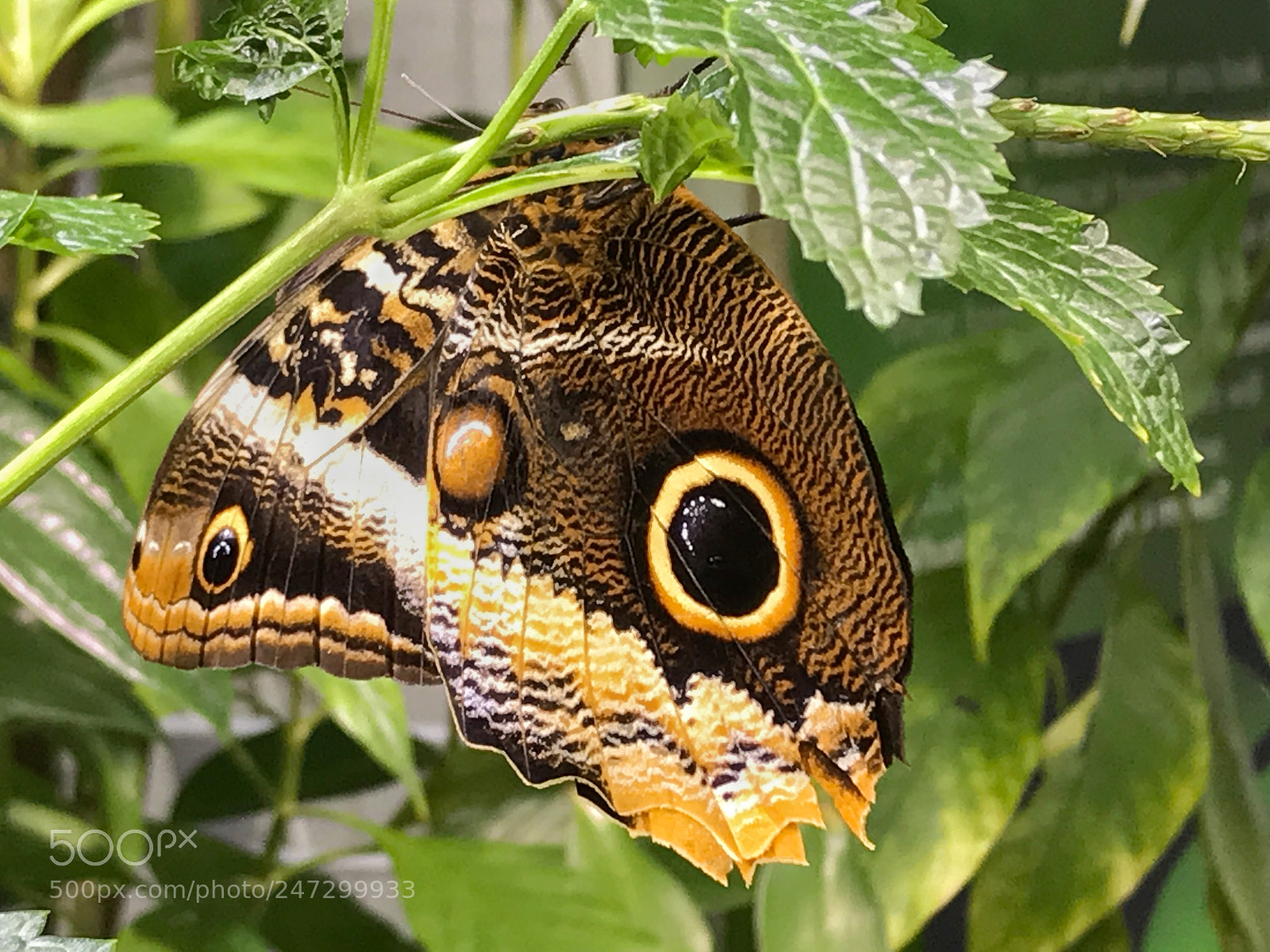 Apple iPhone 7 sample photo. Owl butterfly photography