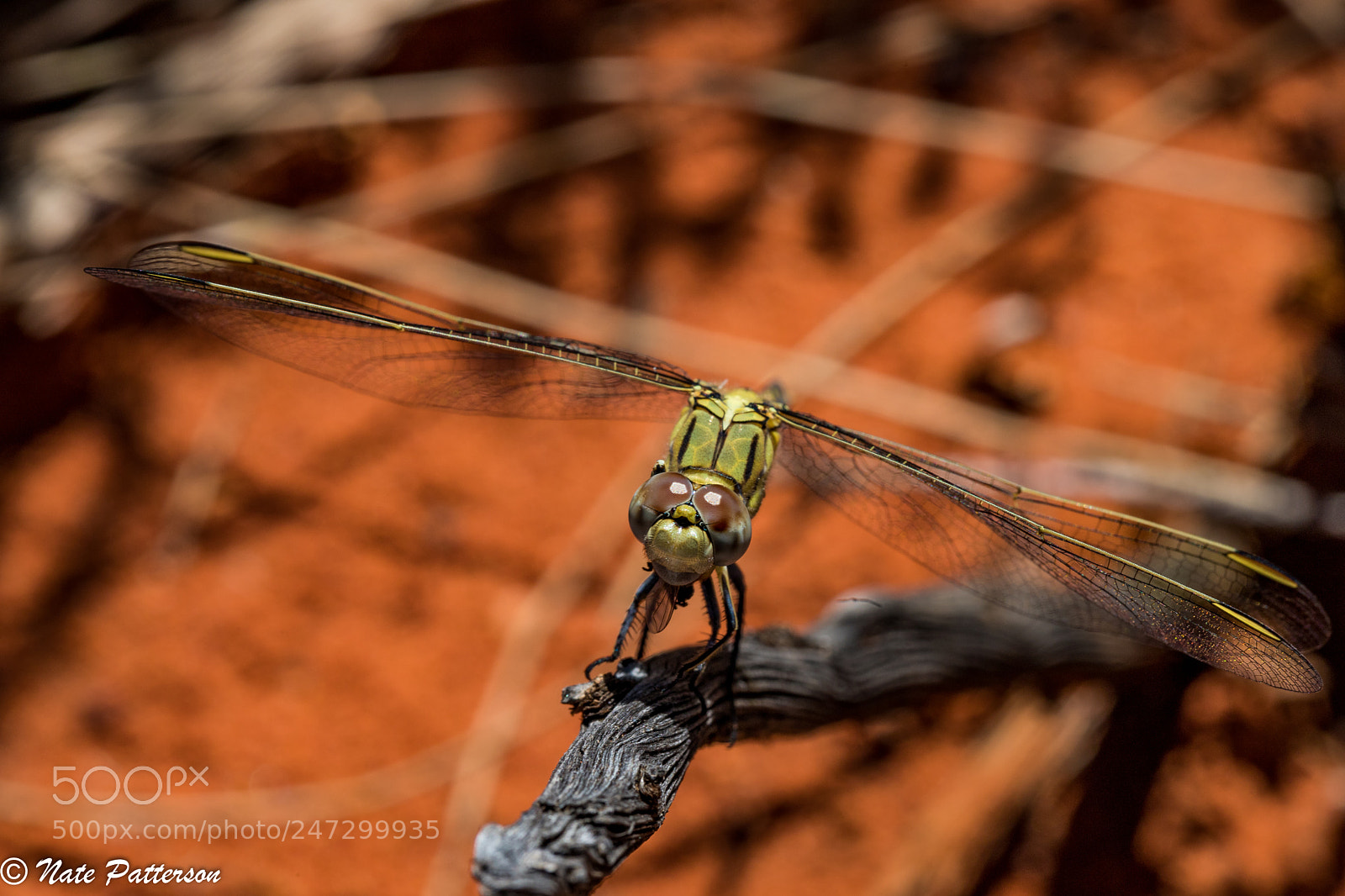 Canon EOS 6D Mark II sample photo. Dragonfly feasting on a photography