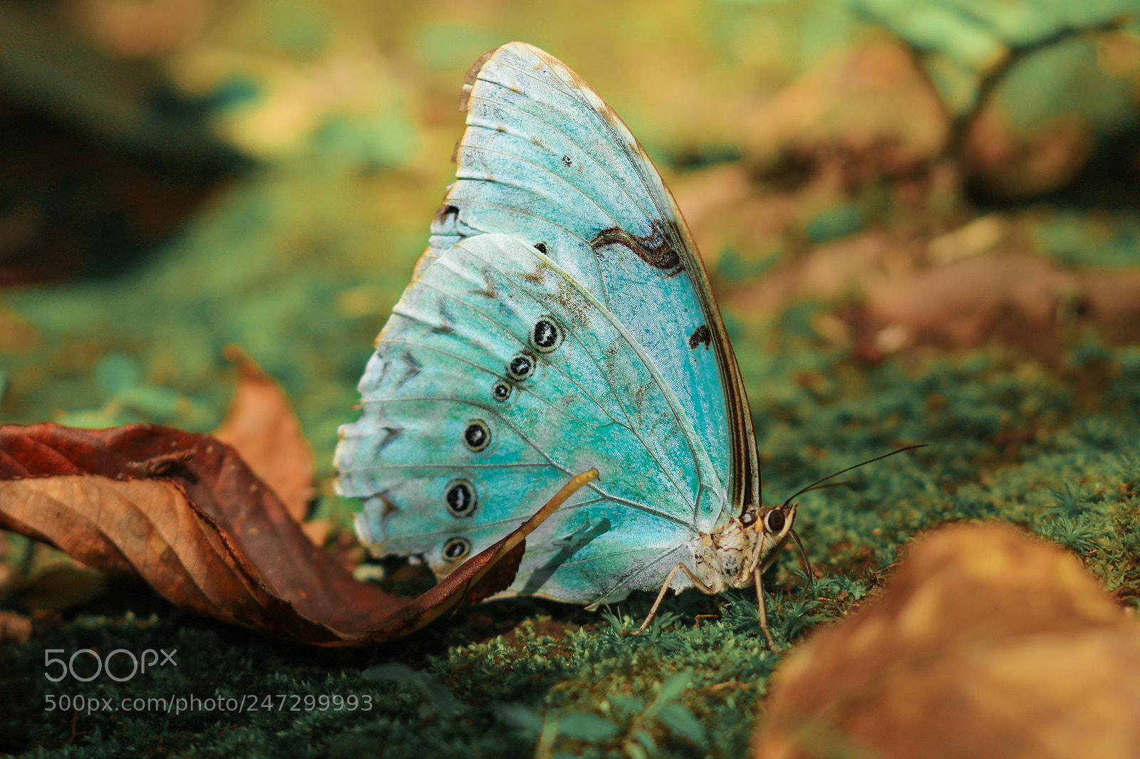 Canon EOS 750D (EOS Rebel T6i / EOS Kiss X8i) sample photo. Little wing photography