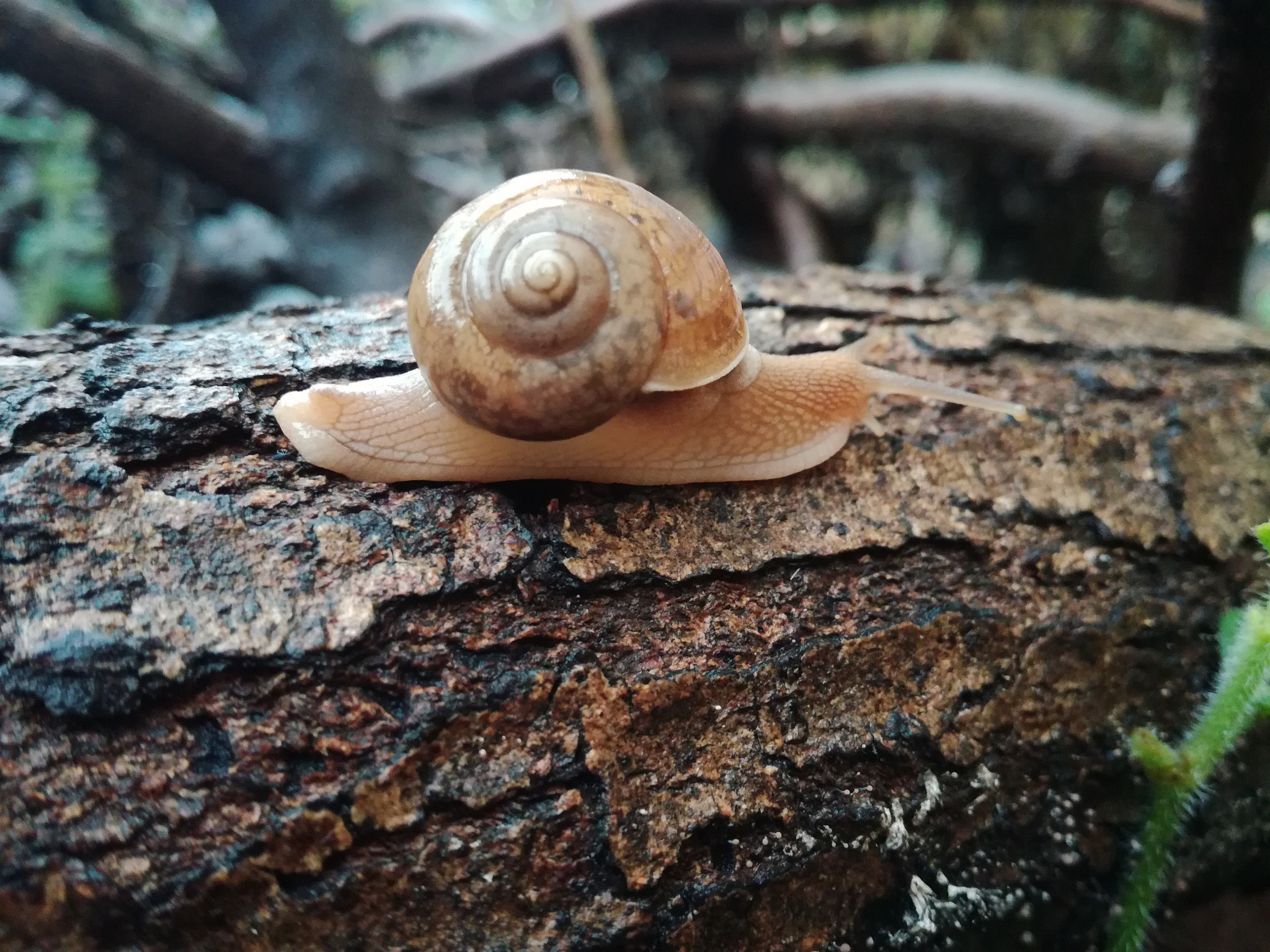 HUAWEI Honor 5C sample photo. Snail
 photography
