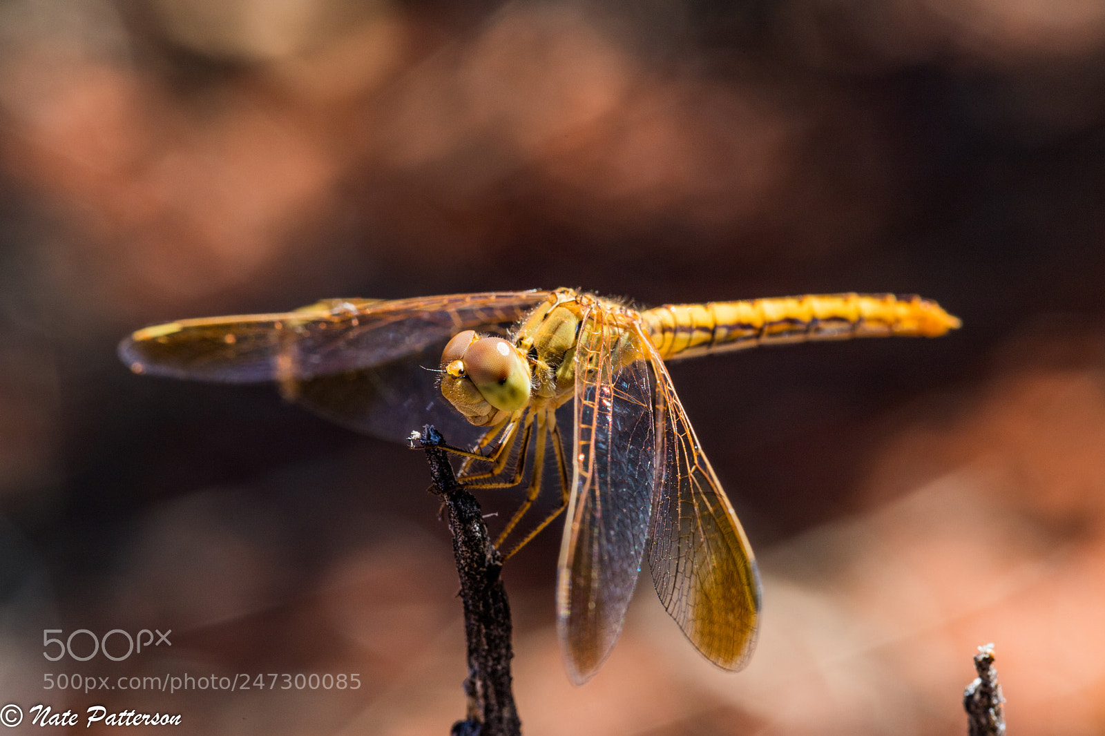 Canon EOS 6D Mark II sample photo. Dragonfly photography