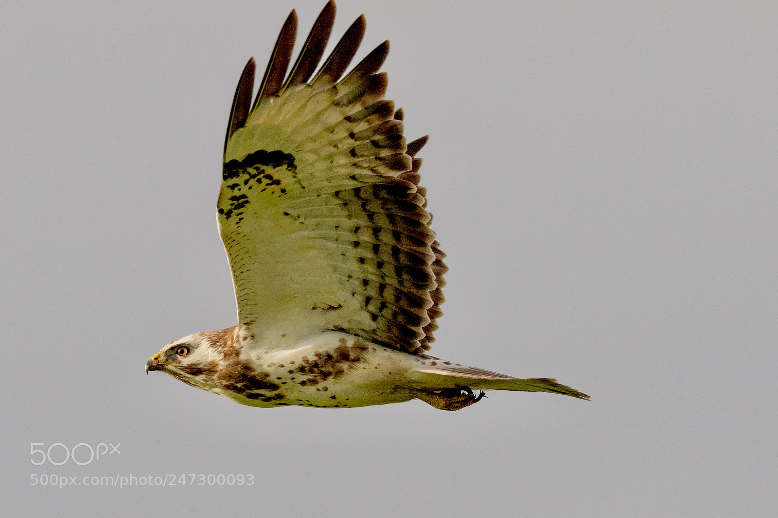 Canon EOS 7D Mark II sample photo. Buzzard, photo was taken photography