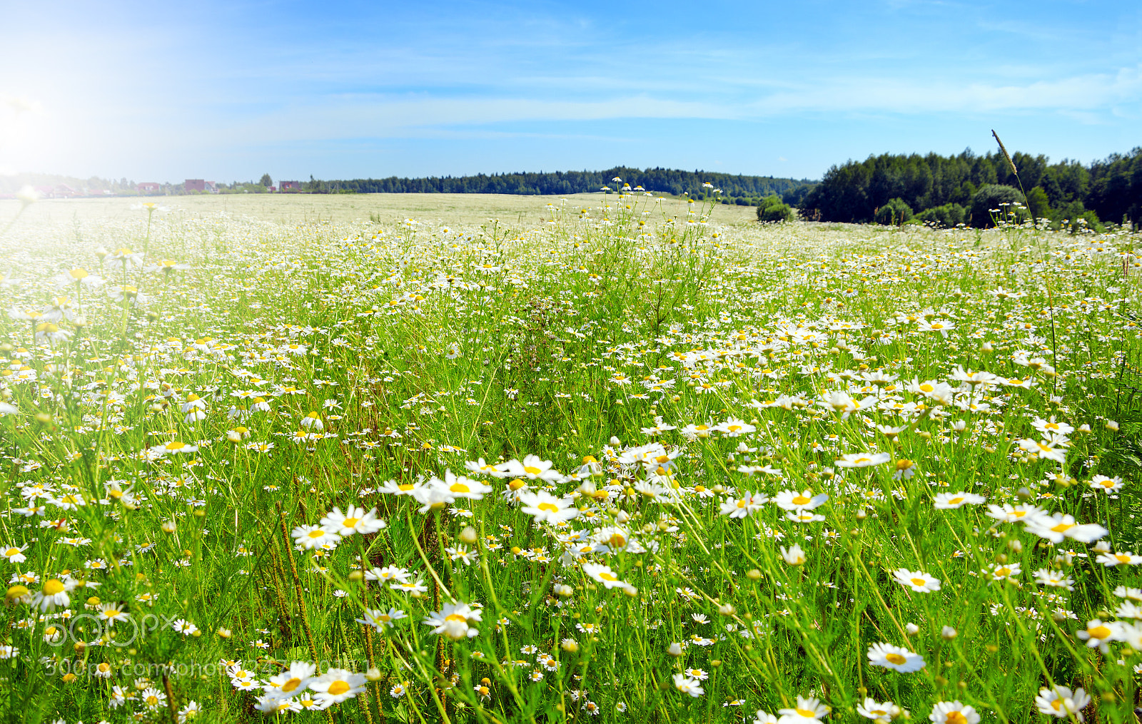 Nikon D5100 sample photo. Walking in the meadows photography