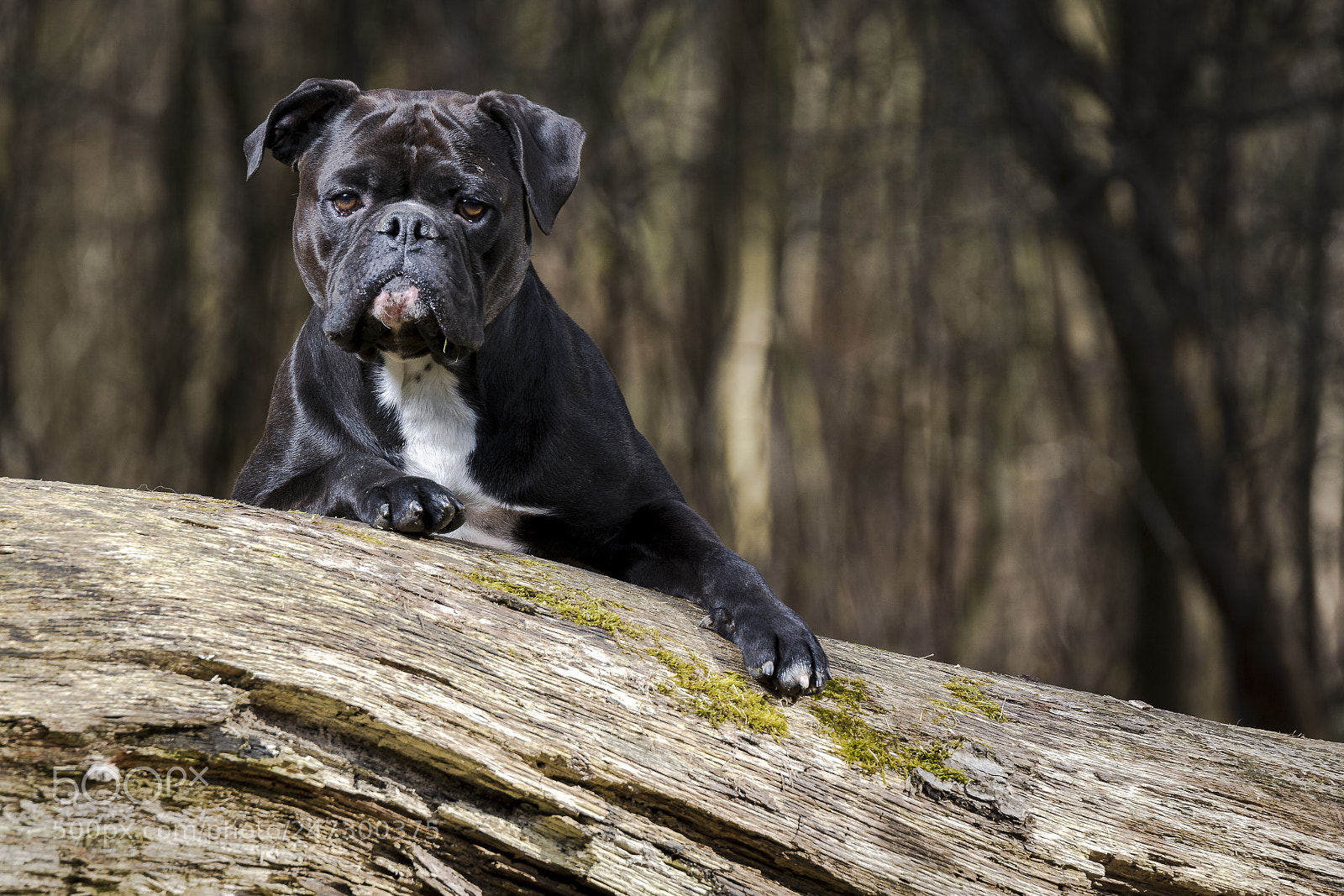 Sony ILCA-77M2 sample photo. Little muck photography