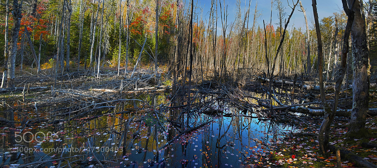 Nikon D810 sample photo. Swamp ... photography