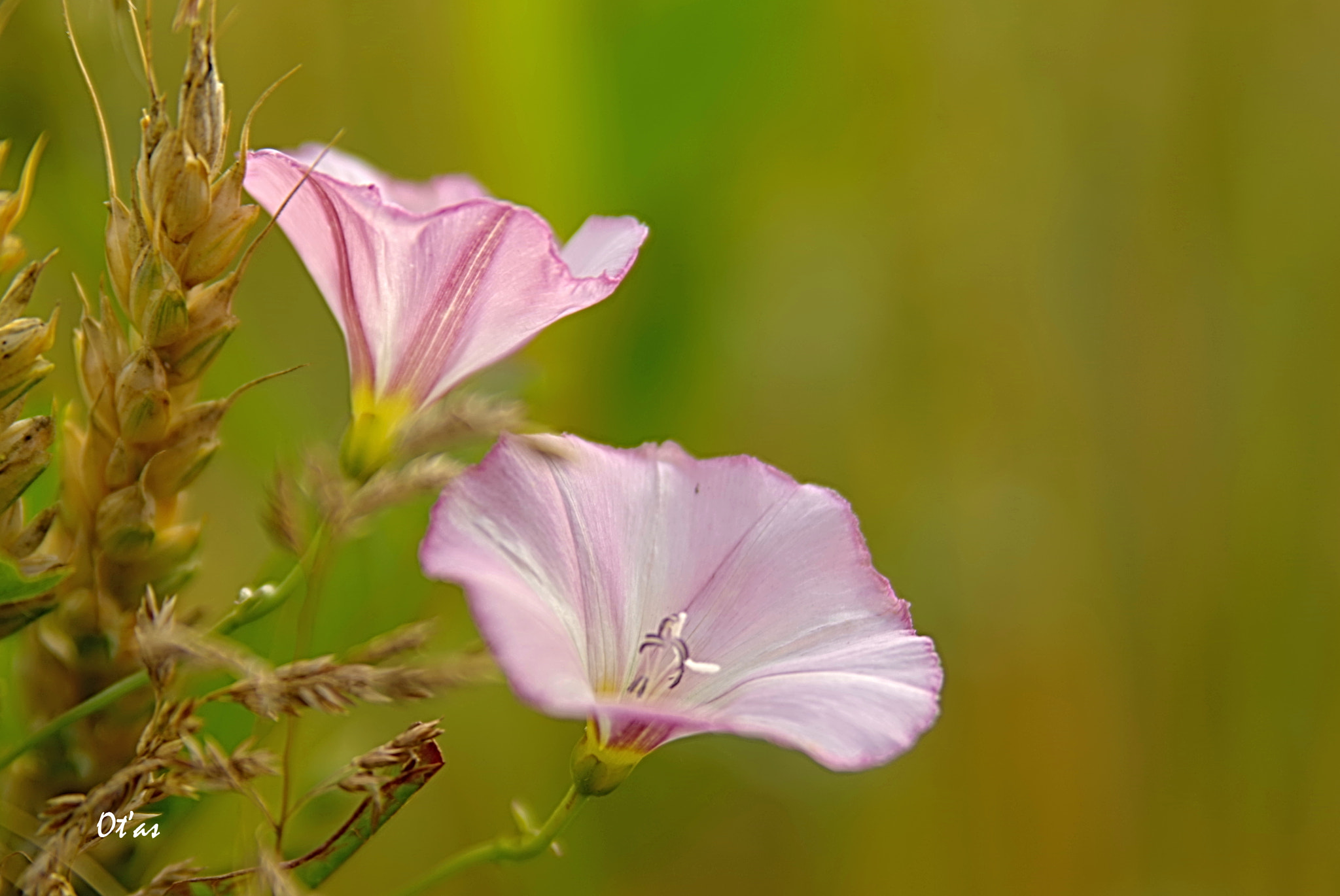 Pentax K-1 sample photo. Convolvulus photography