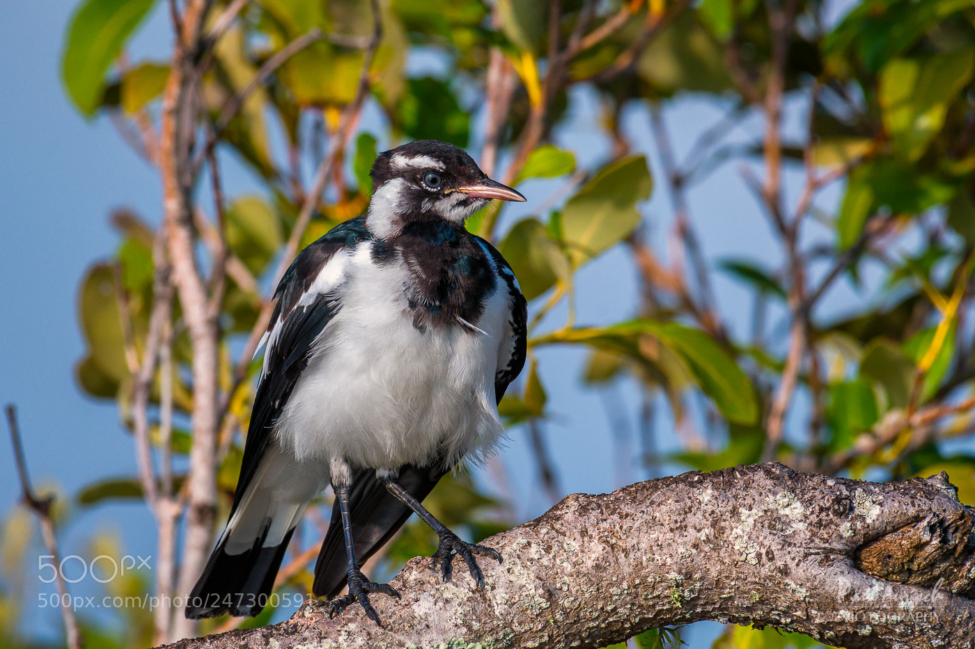 Nikon D500 sample photo. Magpie-lark (grallina cyanoleuca) photography