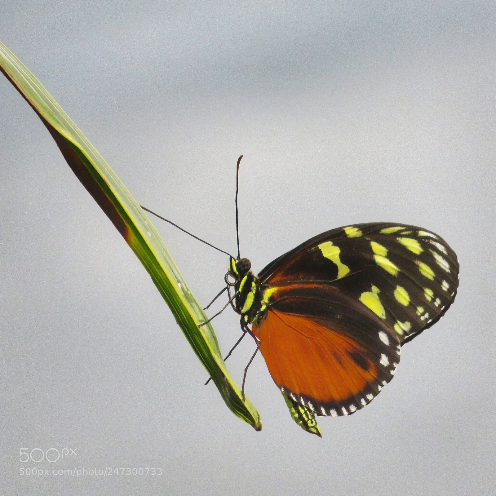 Canon PowerShot SX720 HS sample photo. Tiger longwing on leaf photography