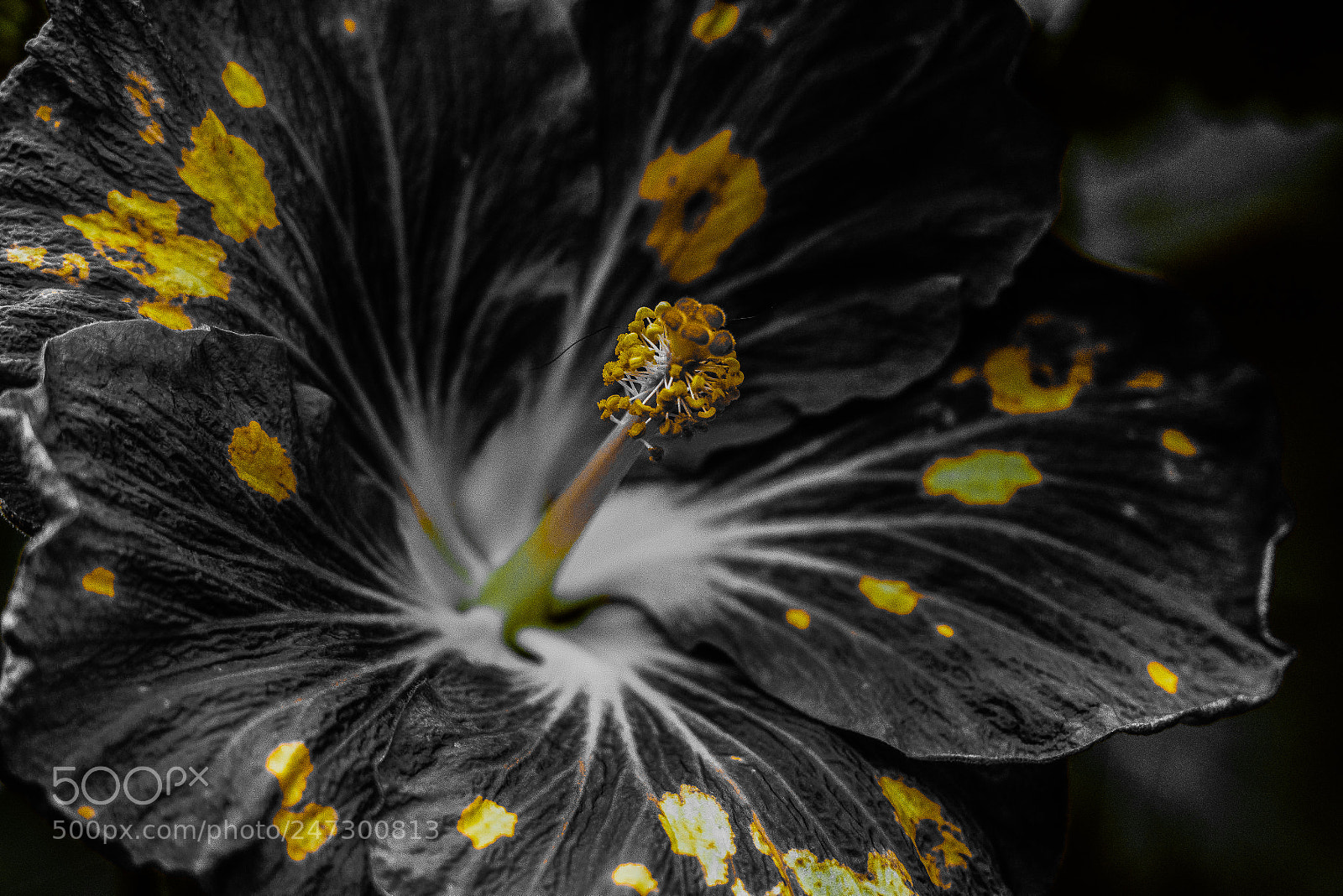 Sony a7R II sample photo. Yellow... photography