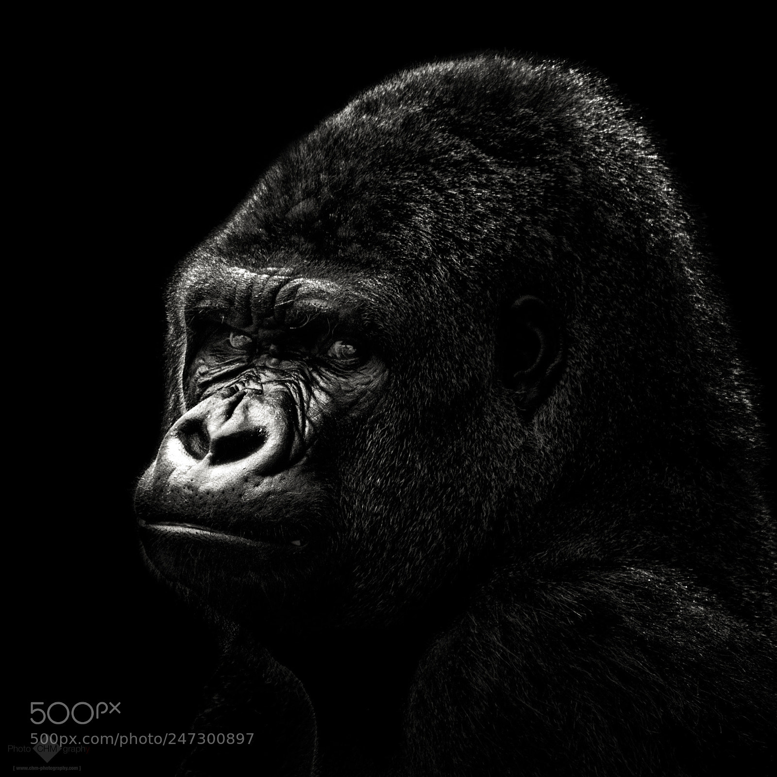 Nikon D7100 sample photo. Gorilla photography