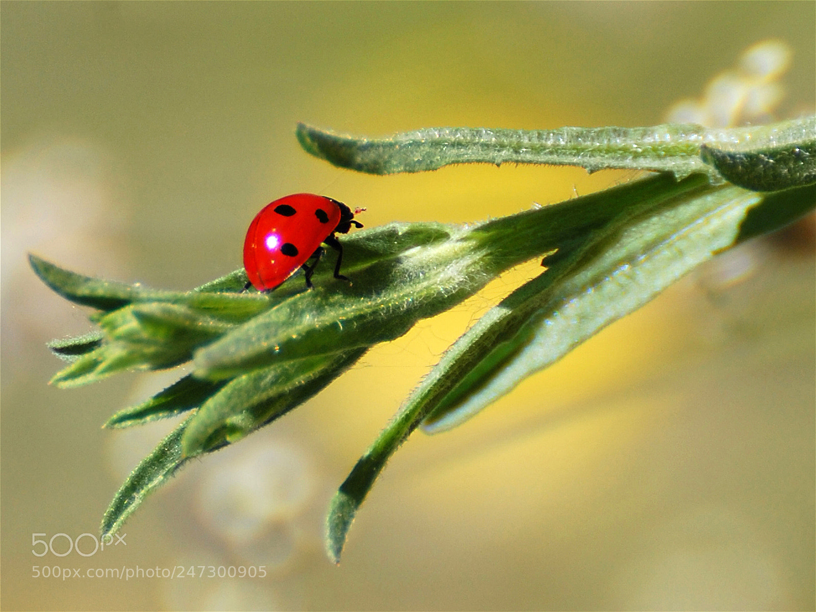 Nikon D40 sample photo. Todo color photography