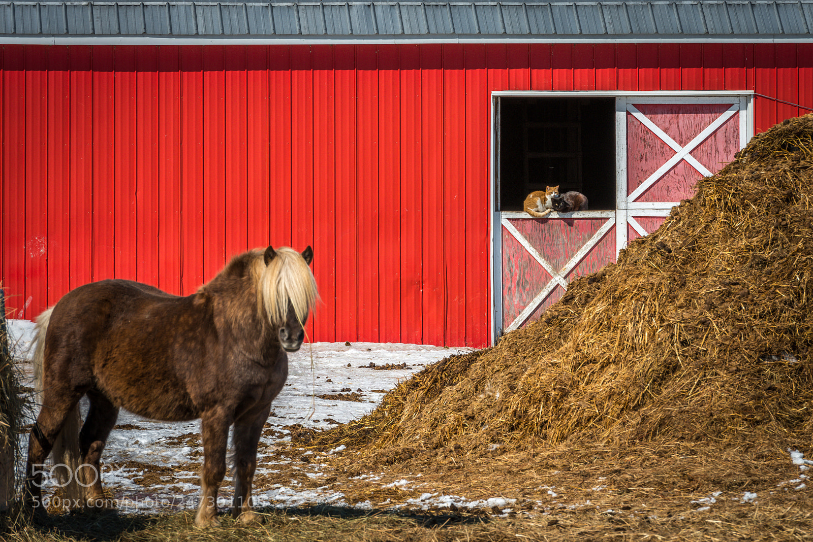 Nikon D800 sample photo. Barn cats photography