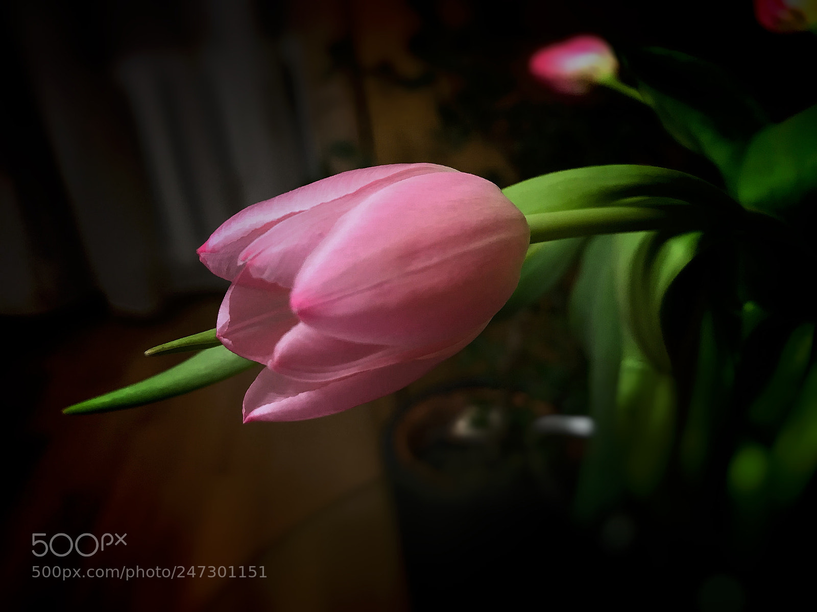 Apple iPhone 7 sample photo. Tulip photography