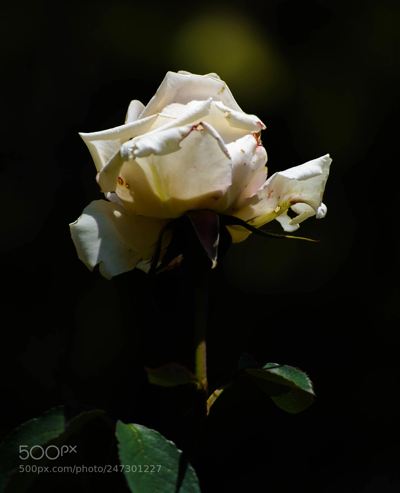 Nikon D5200 sample photo. White rose photography