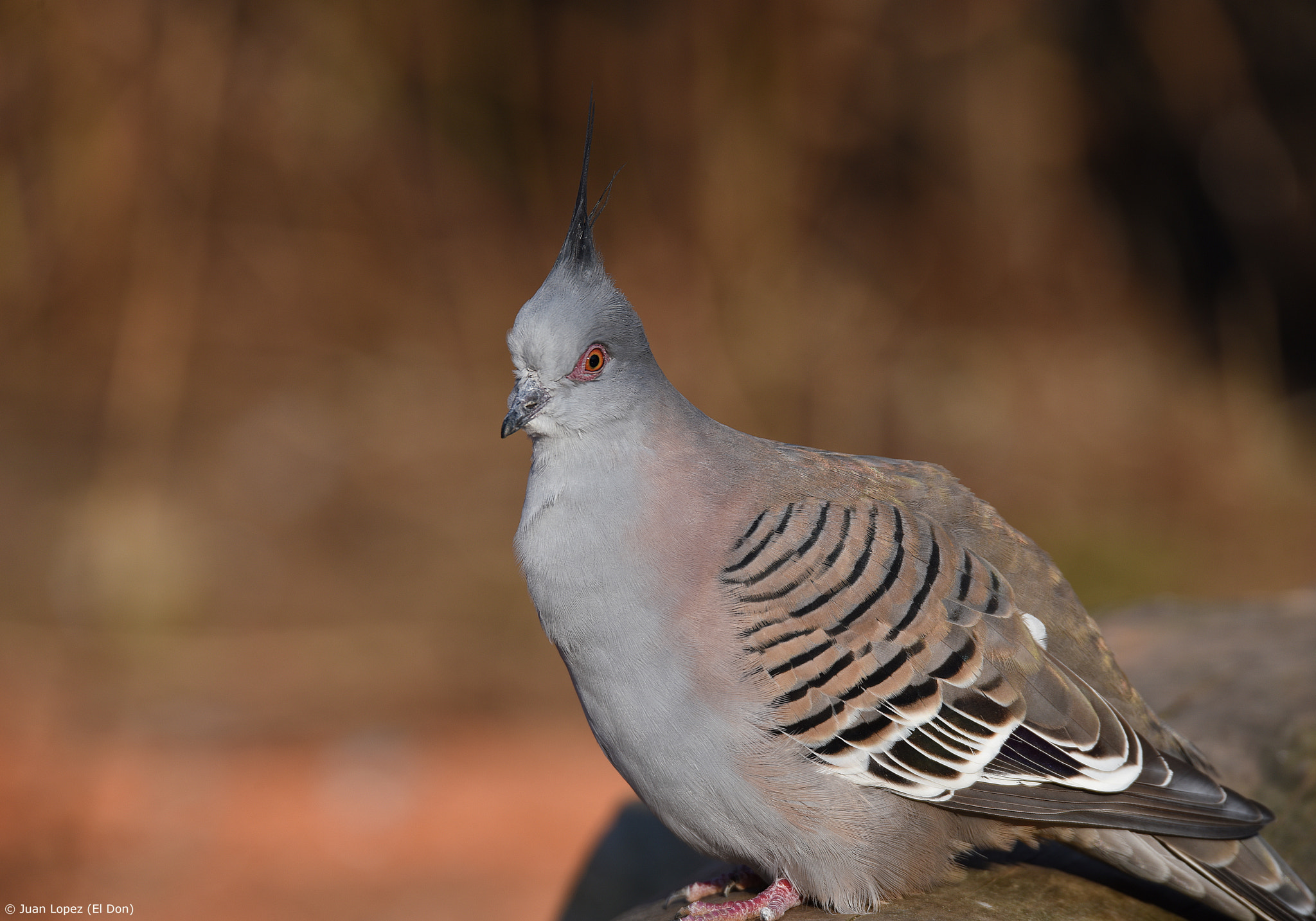 Nikon D810 + Sigma 150-600mm F5-6.3 DG OS HSM | S sample photo. Bird...portrait..(hair spray model)..!! ;-) photography