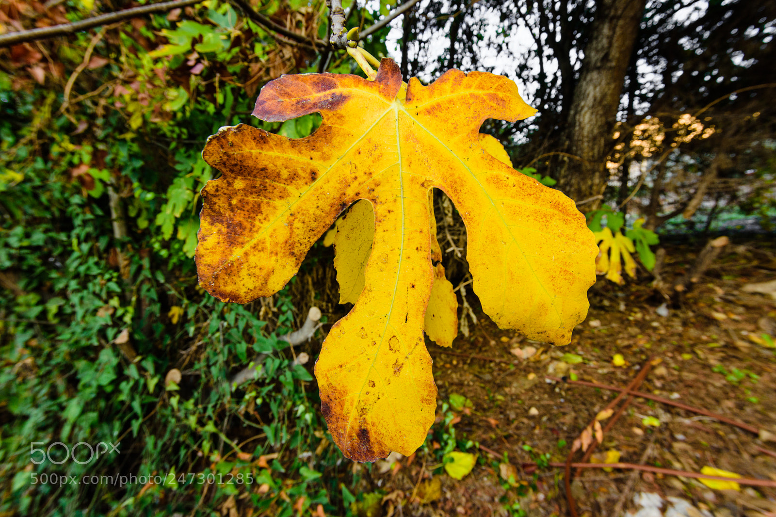 Nikon D7200 sample photo. On wide lens from photography