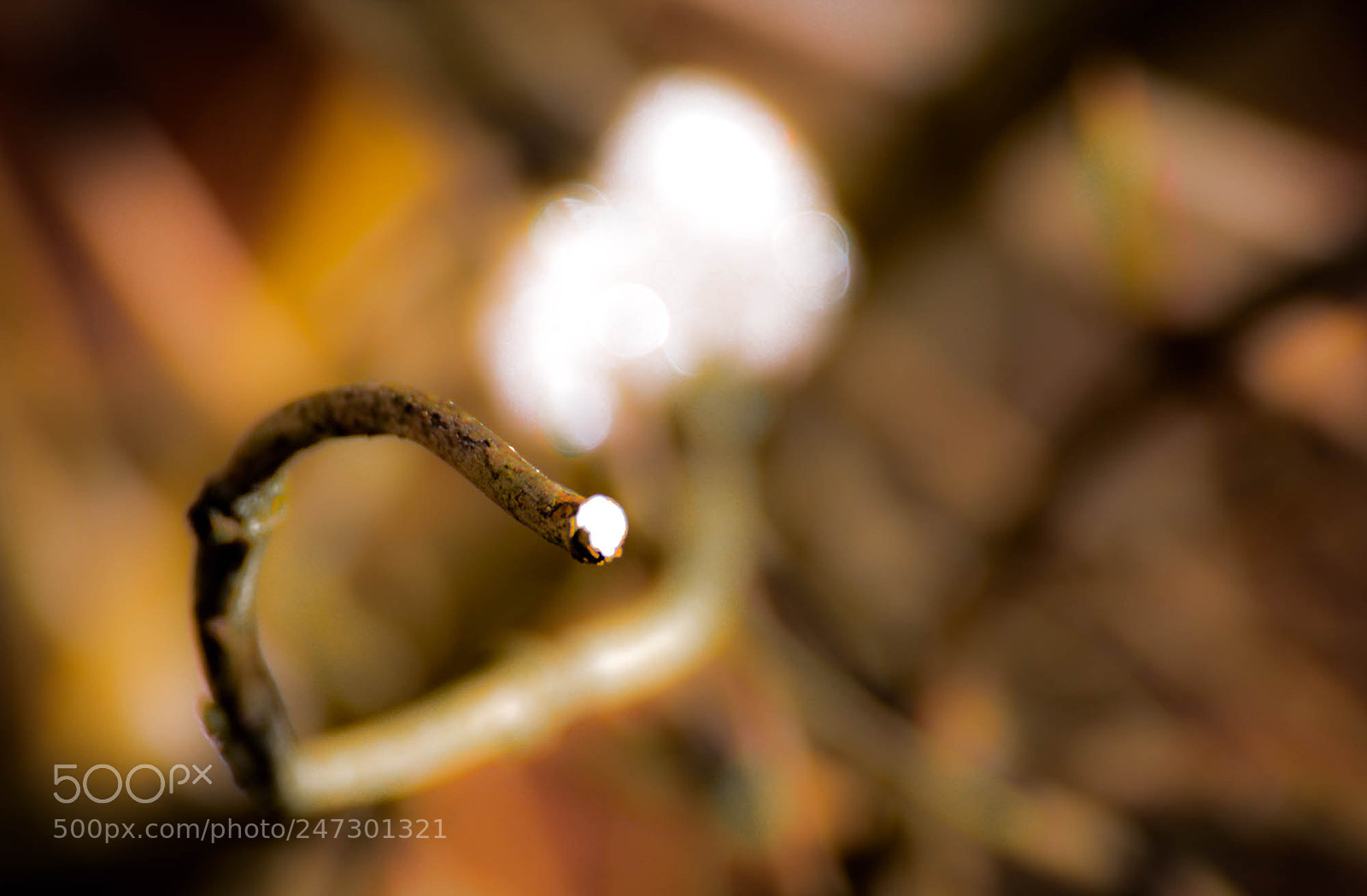 Nikon D5200 sample photo. Pin point. photography