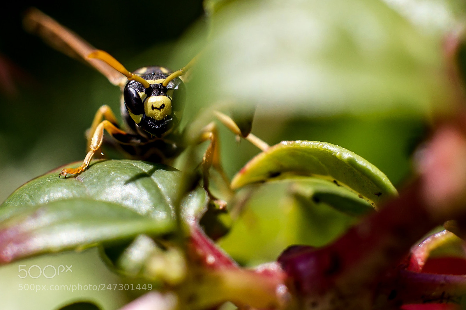 Canon EOS 7D sample photo. I‘m watching you! photography