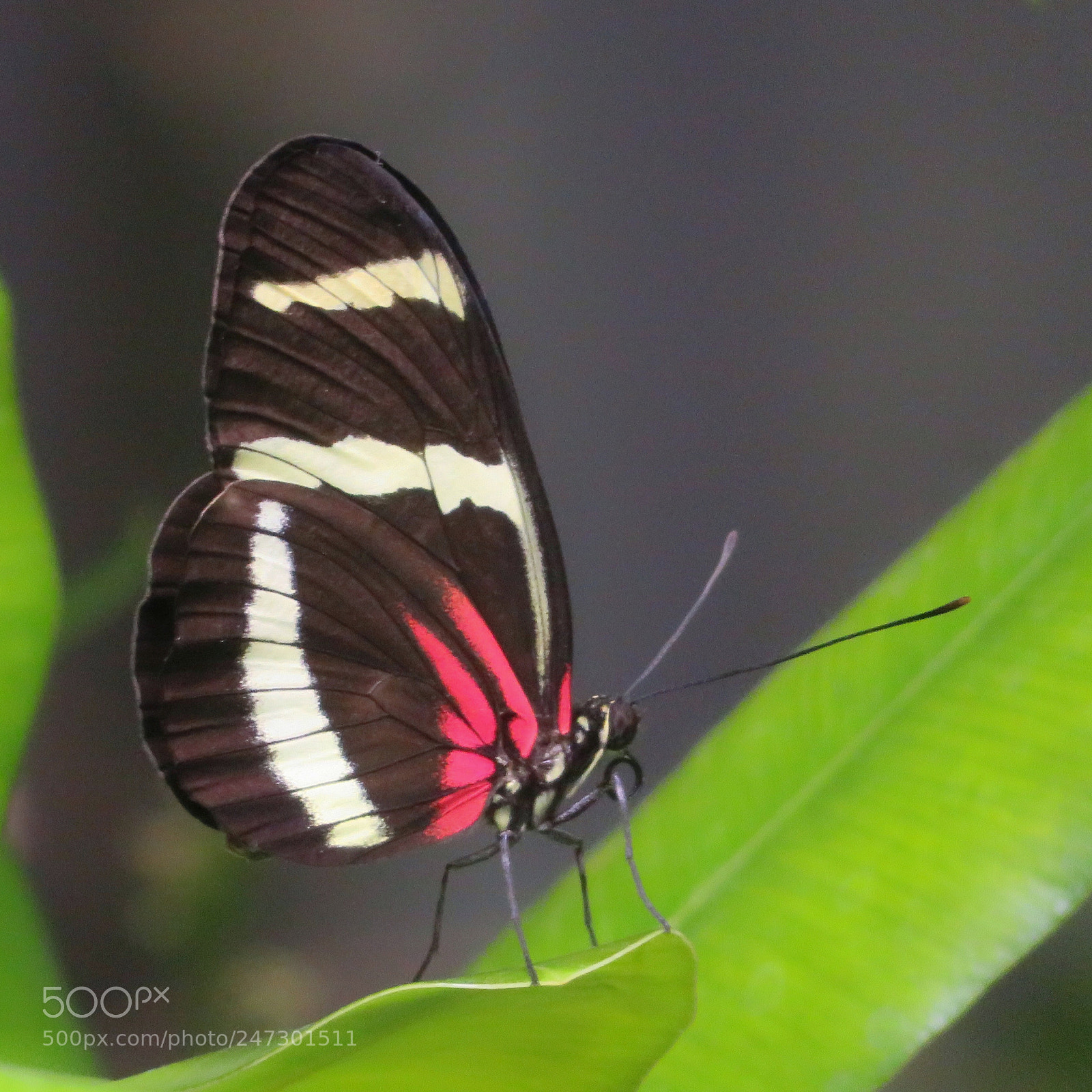 Canon PowerShot SX720 HS sample photo. Hewitson's longwing photography