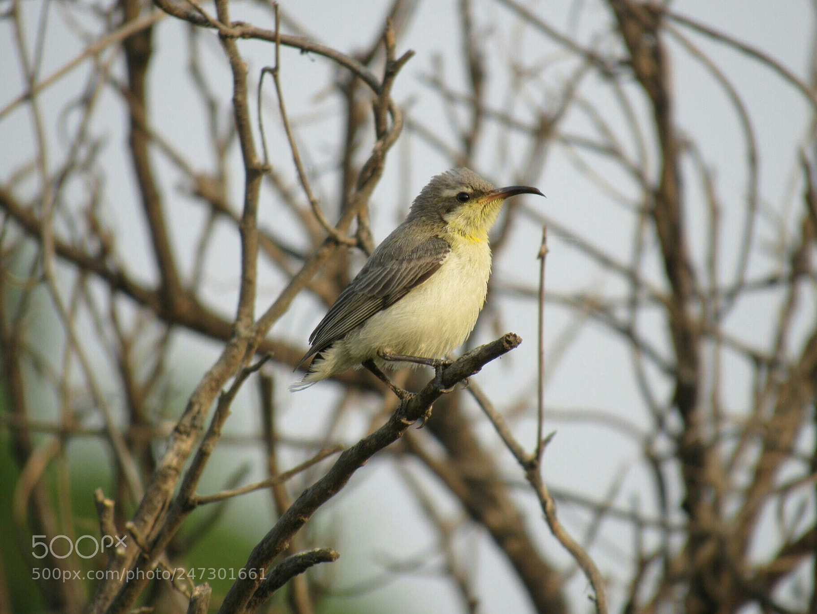 Canon PowerShot SX530 HS sample photo. Purple sunbird photography