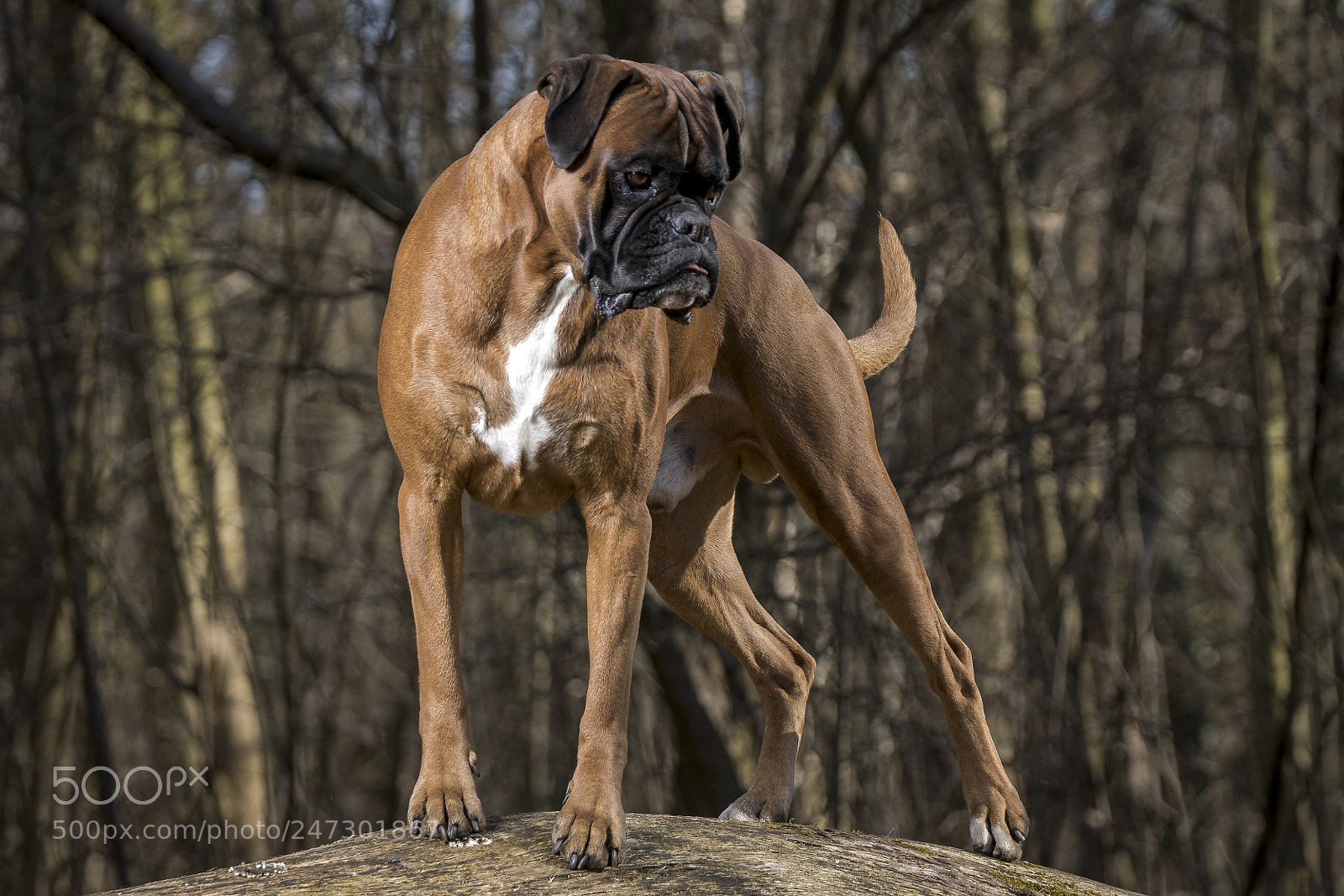 Sony ILCA-77M2 sample photo. Johnny walker photography