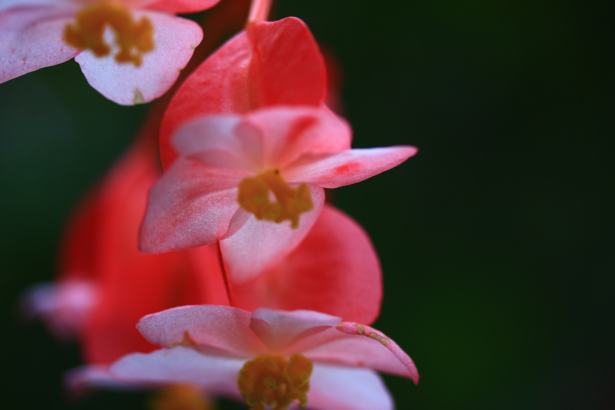 Canon EOS 70D + Canon EF-S 60mm F2.8 Macro USM sample photo. Pink petals photography
