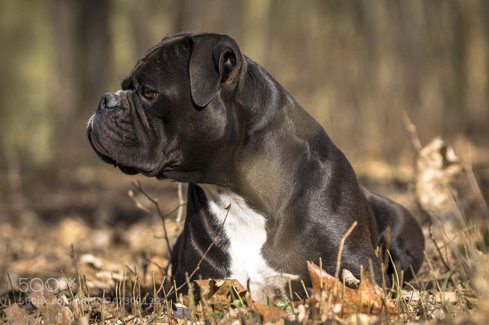 Sony ILCA-77M2 sample photo. Little muck photography