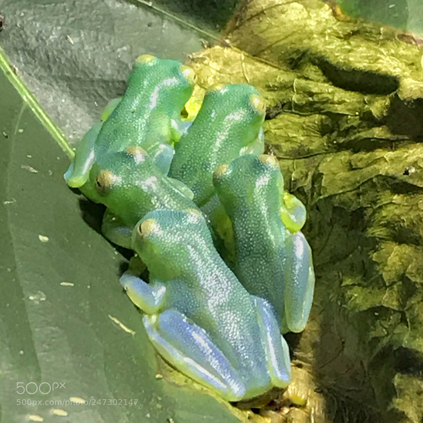 Apple iPhone 7 sample photo. Glass frogs photography
