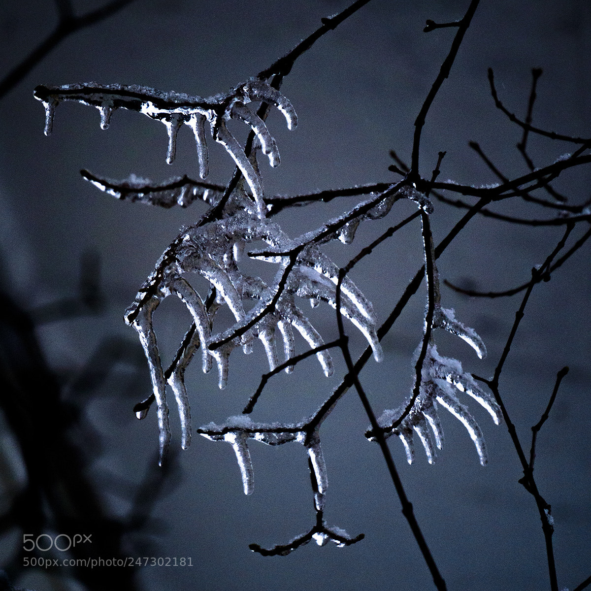 Olympus OM-D E-M10 sample photo. Winter spikes photography