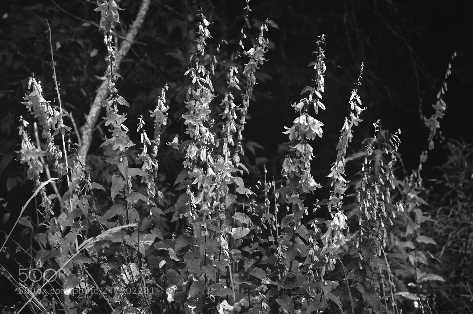 Nikon D3200 sample photo. Flowers photography