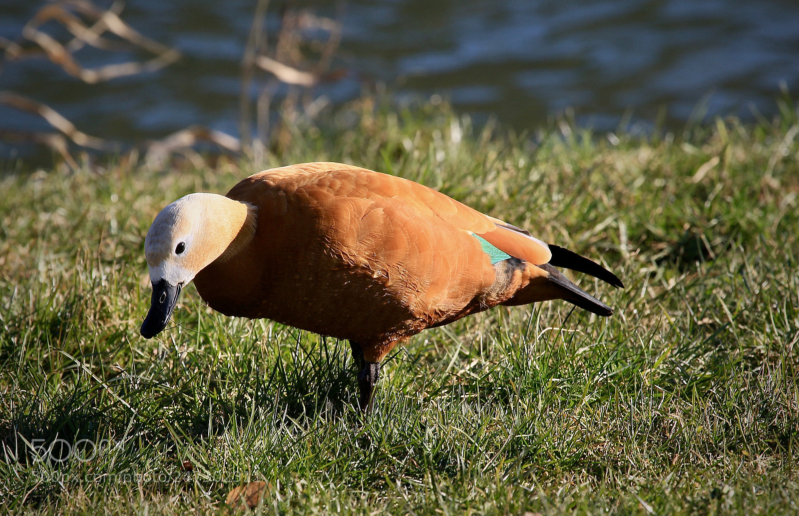 Canon EOS 7D Mark II sample photo. A new beauty in photography
