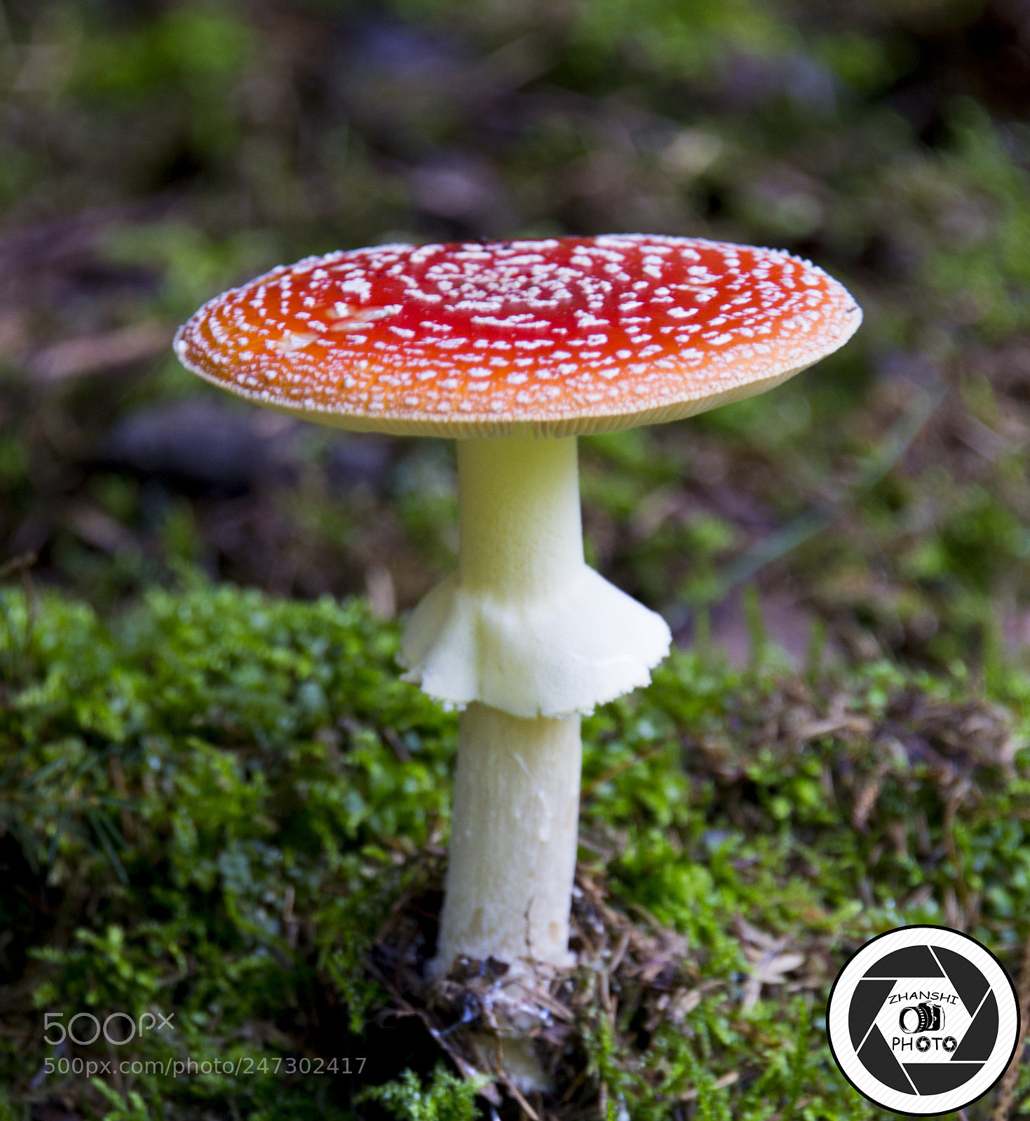 Nikon D3100 sample photo. Toadstool photography
